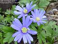 2005-0321anenome